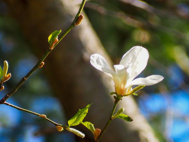 A single white/yellow magnolia blossom on a branch.