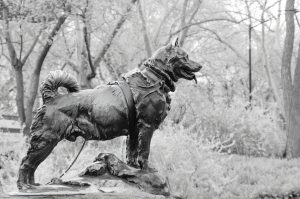 Balto the sled dog statue in Central Park, NYC
