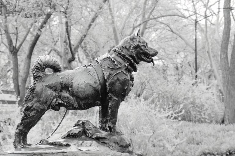 Balto the sled dog statue in Central Park, NYC