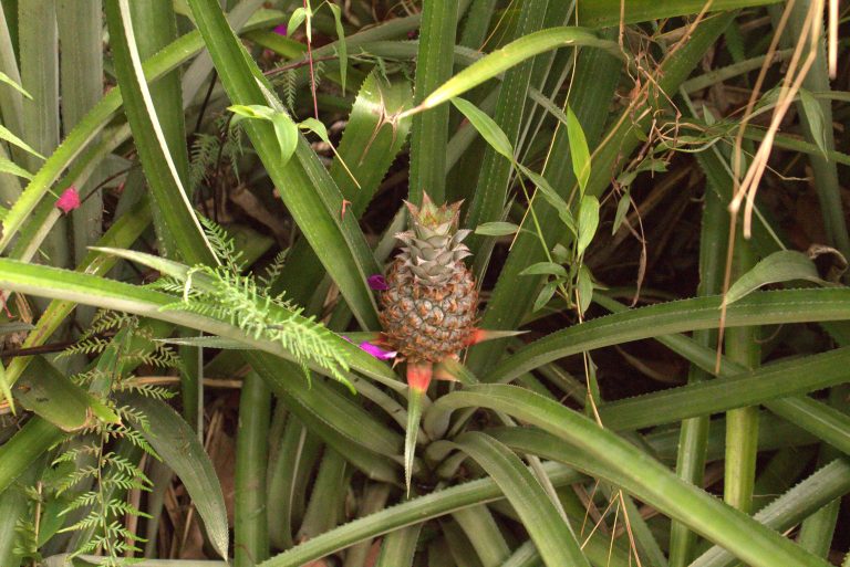 Pineapple tree