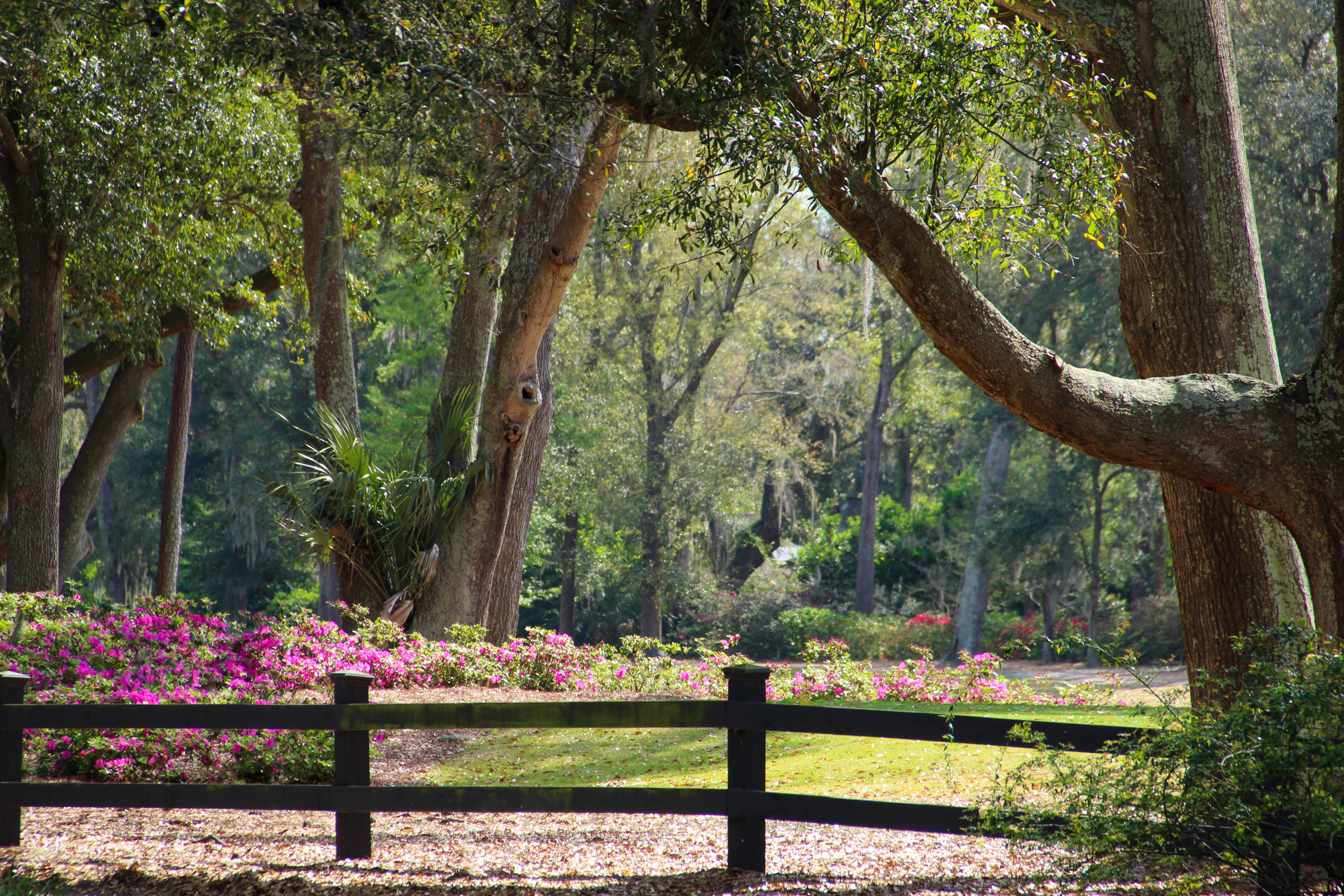 Spanish moss hangs from trees in Hilton Head, South Carolina, USA