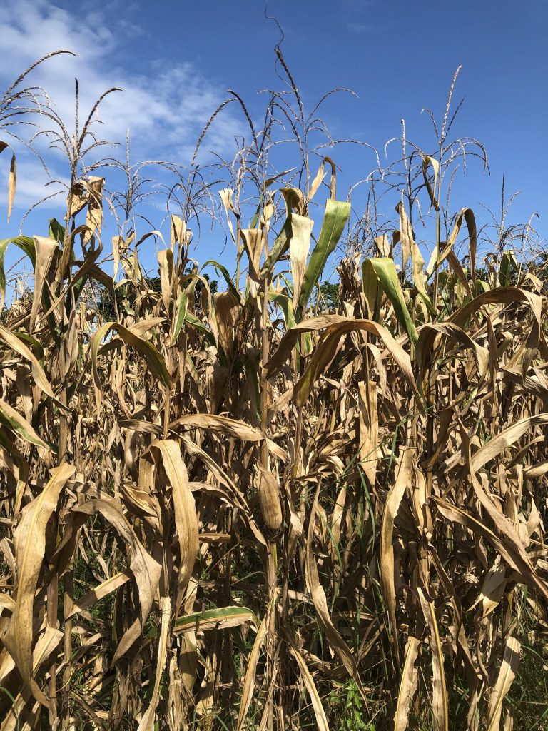 Corn field