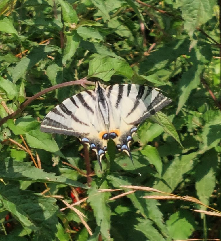 Papilio machaon, butterfly