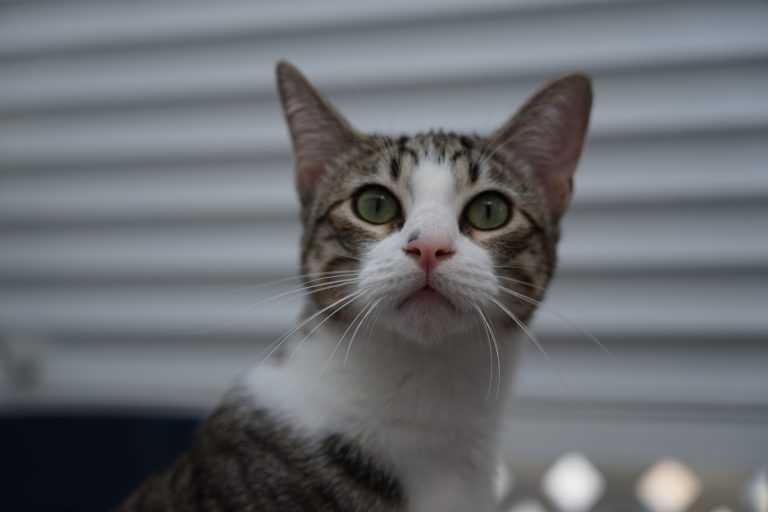 Cat with a really pink nose. tags: cat, animal, white, pink, nose, Ryu