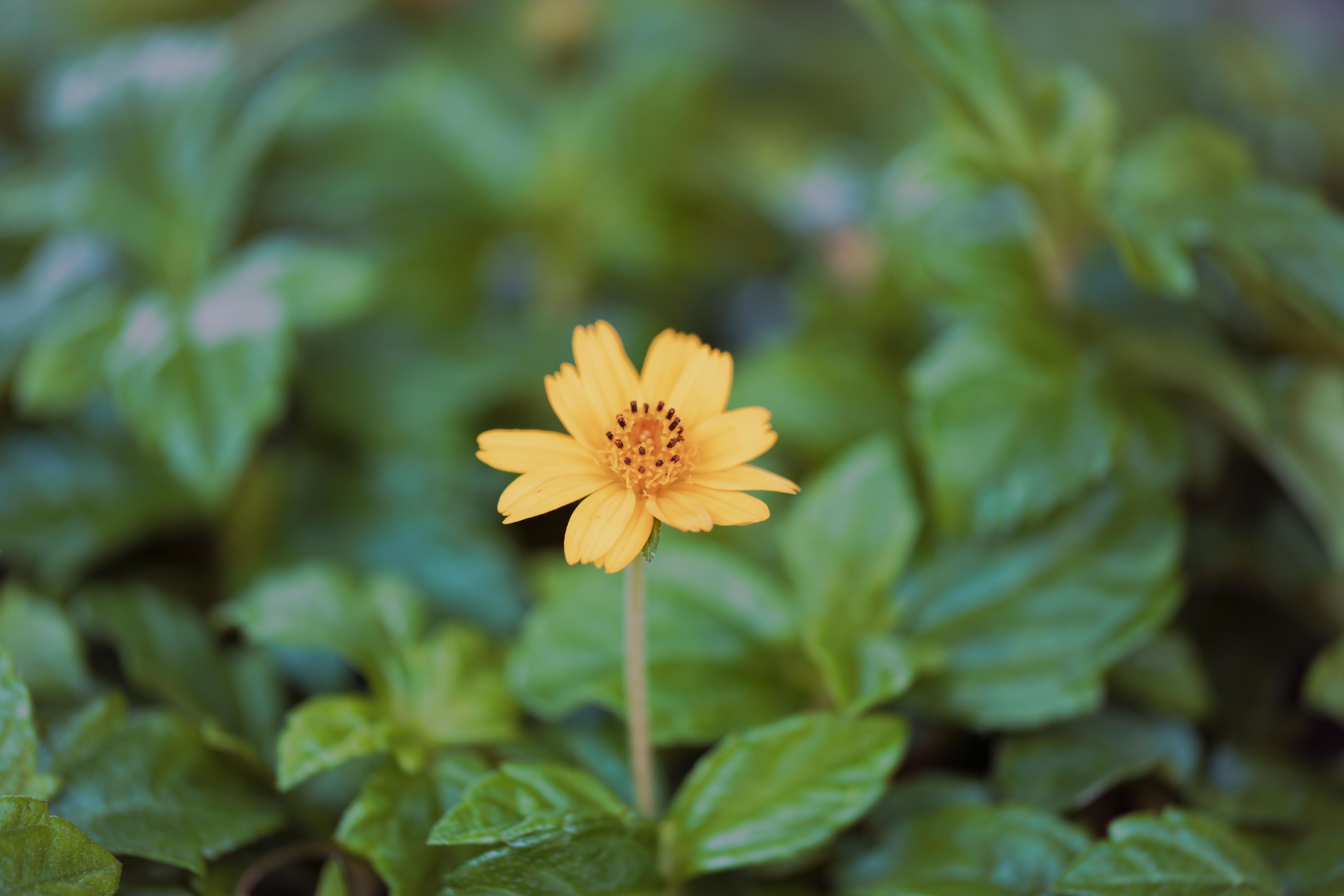 Petal, Flower, Nature, Plant, Yellow, Flower, Freshness