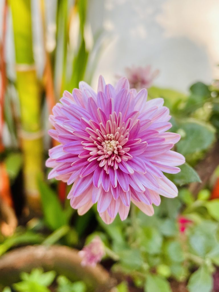 A Chrysanthemums variant flower. From our garden