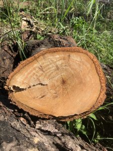 Log cut
