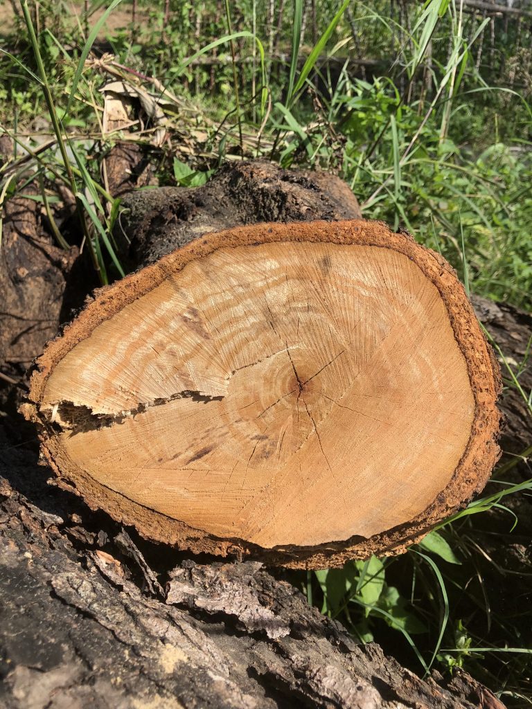 Log cut