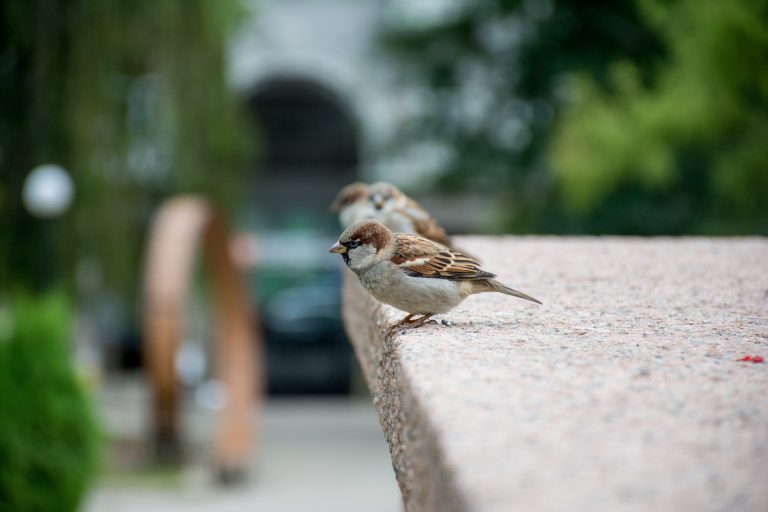 Bird, Animal, Wildlife, Outdoors, Sparrow, Animal, Nature