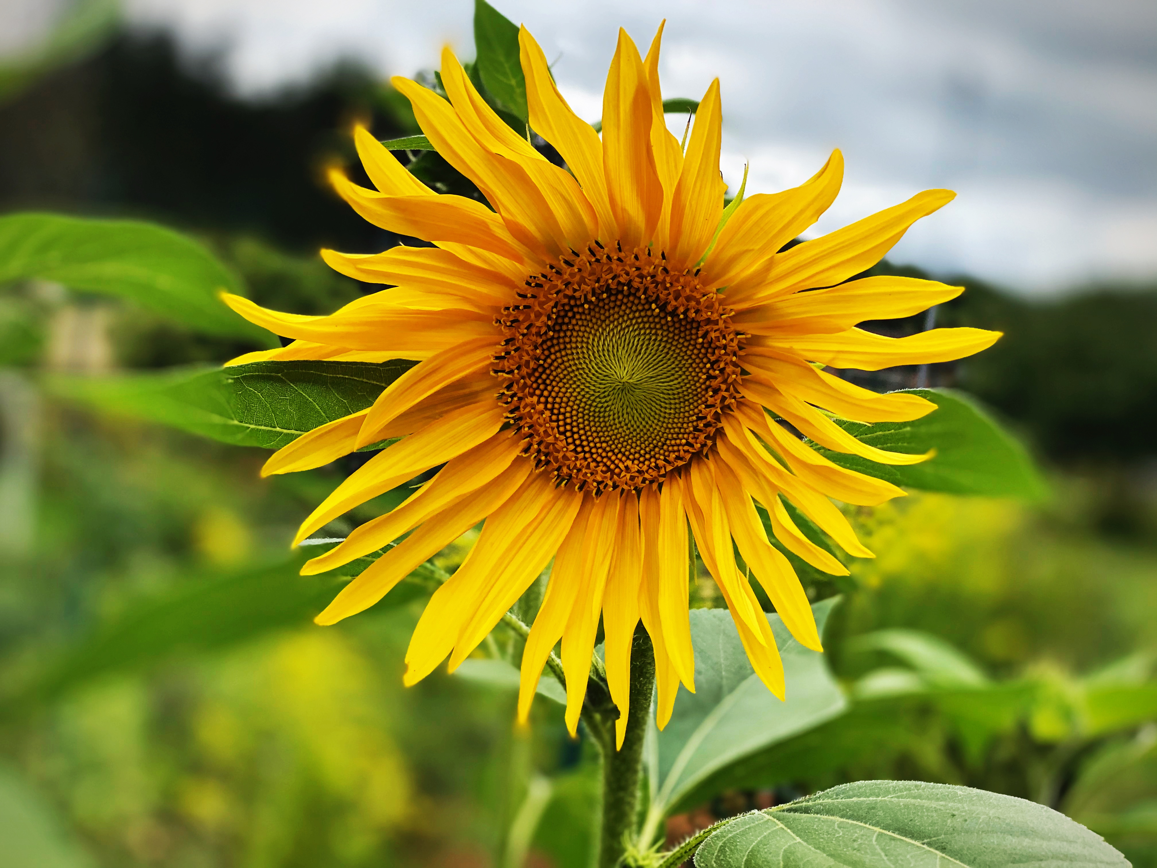 yellow sunflower on green background. nature