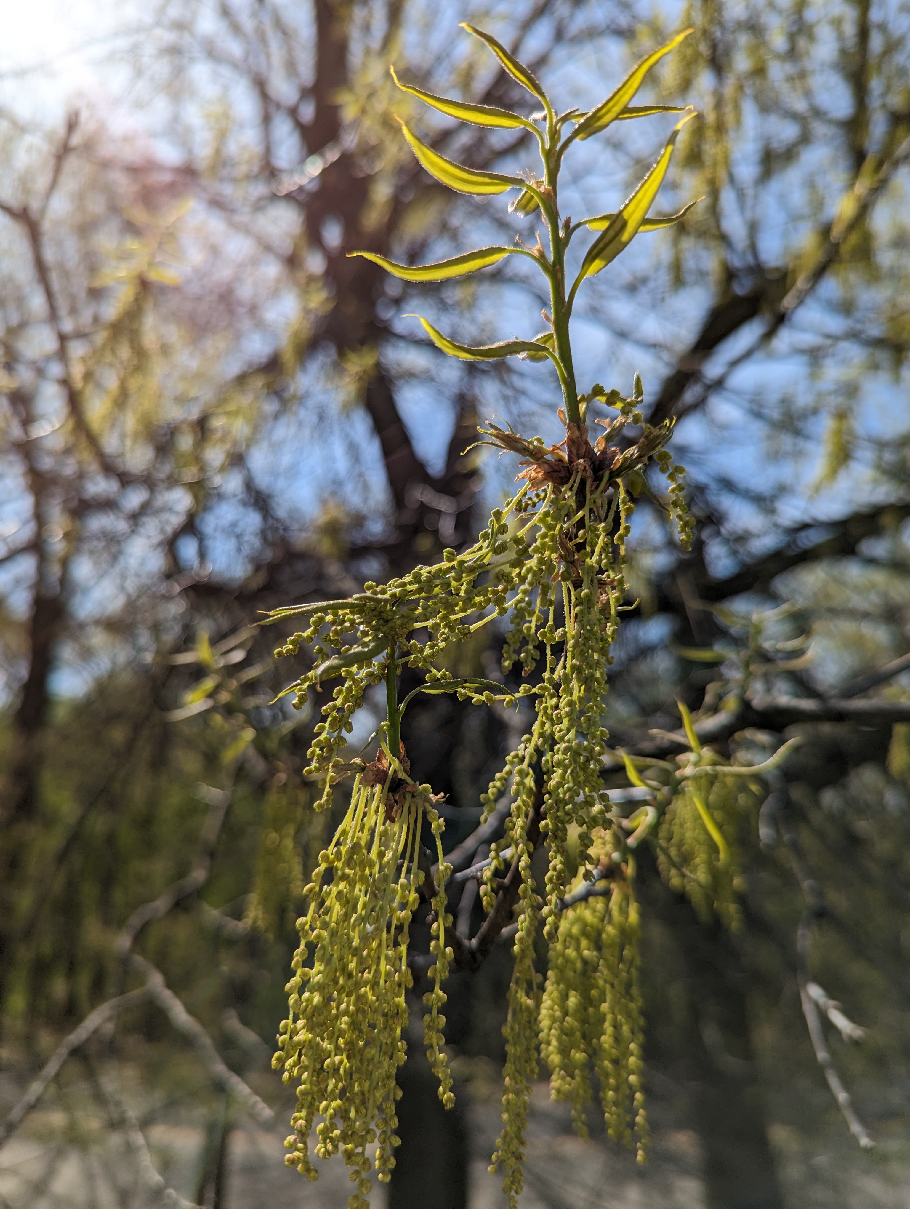 Long, dangly seed pods growing on a tree