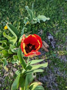 A red and yellow tulip