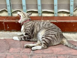 Yawning cat in the streets of Bangkok, Thailand
