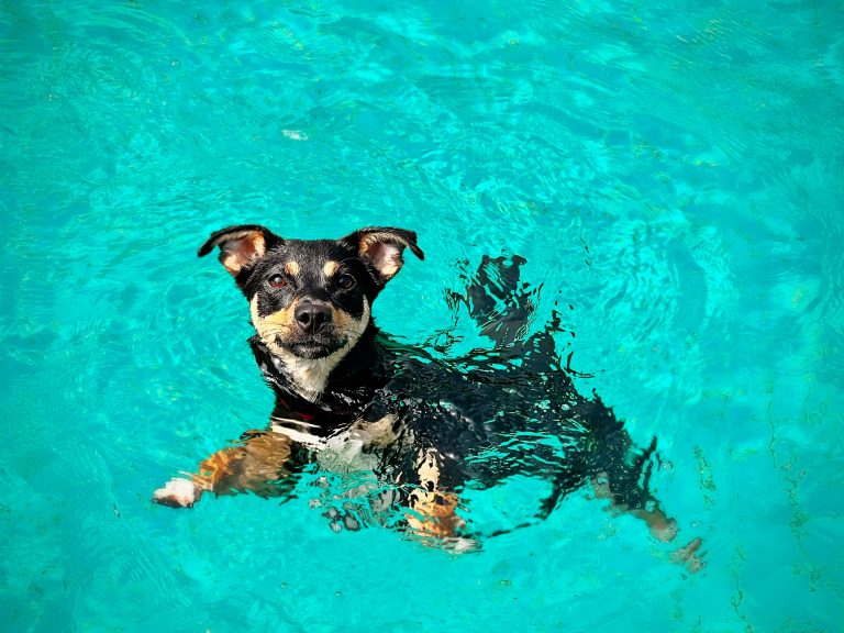 A very relaxed dog swimming in a blue swimming pool.