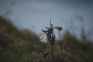 Nature, Outdoors, Flower, Plant, Focus On Foreground, Growth, Wilted, Flower Head