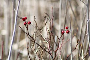 Autumn berries that hung on the branches through winter
