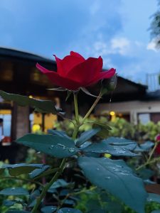 Rose flower after a quick rain. From Rupakot, Nepal