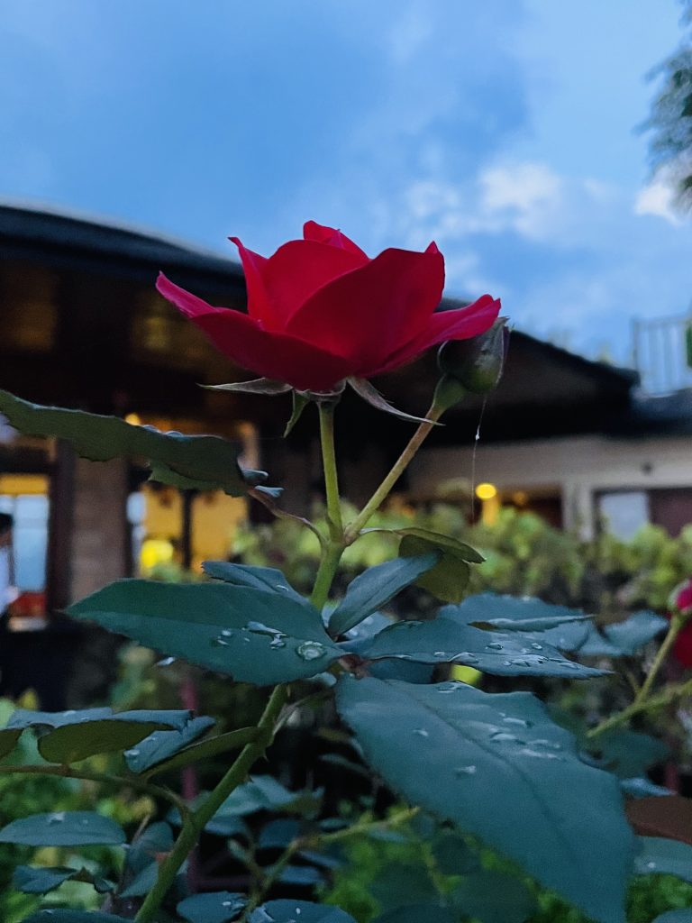 Rose flower after a quick rain. From Rupakot, Nepal