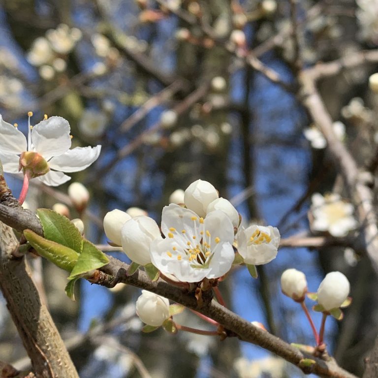 Mirabel or cherry plum blossoms (Prunus cerasifera) – a tree with a few green leaves and lots of white flowers and buds. The blue sky is visible through the branches.