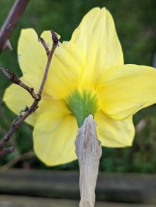 The backside of a yellow daffodil