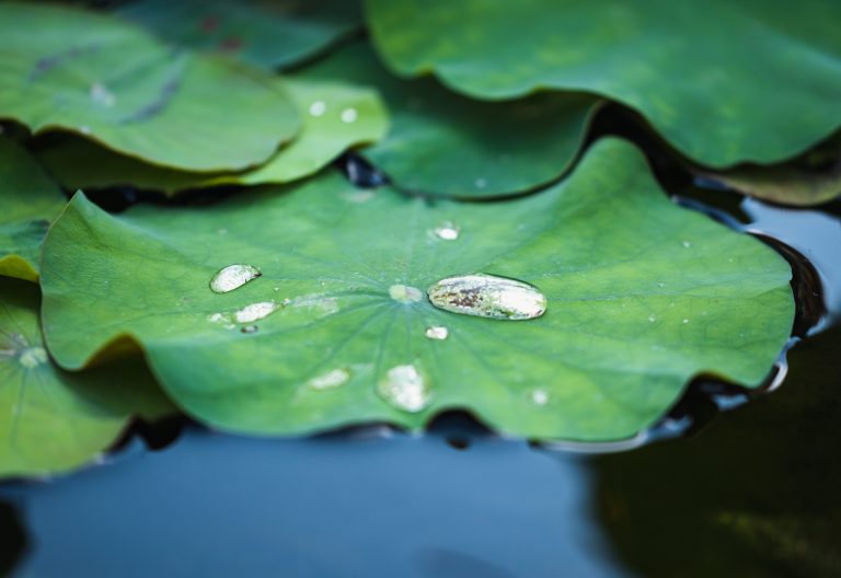 Nature, Leaf, Outdoors, Green, Water, Plant, Freshness