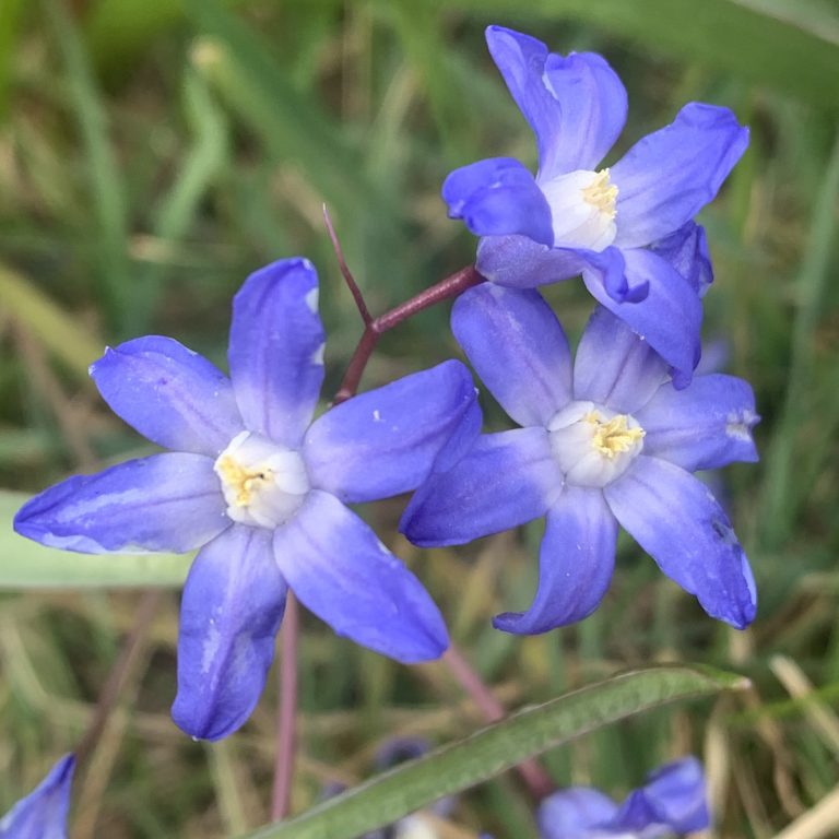 Blue scillas blooming.