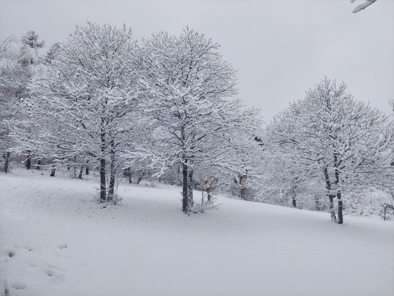 snowy trees, snow, forest