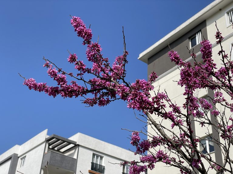 Summertime in Turkey. Photo looking up at a clear sky, a striking building, and vibrant flower blossoms in the foreground.