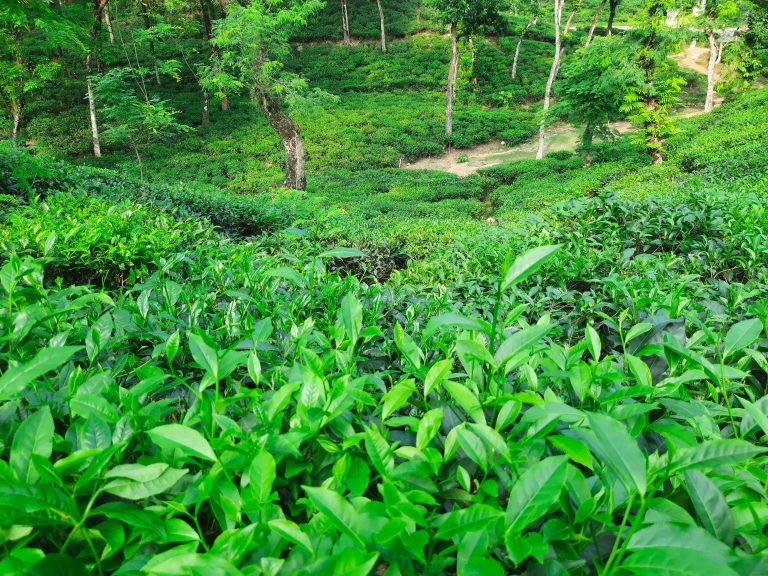 At the top of a hill looking down across the top of tea plants in Sylhet.