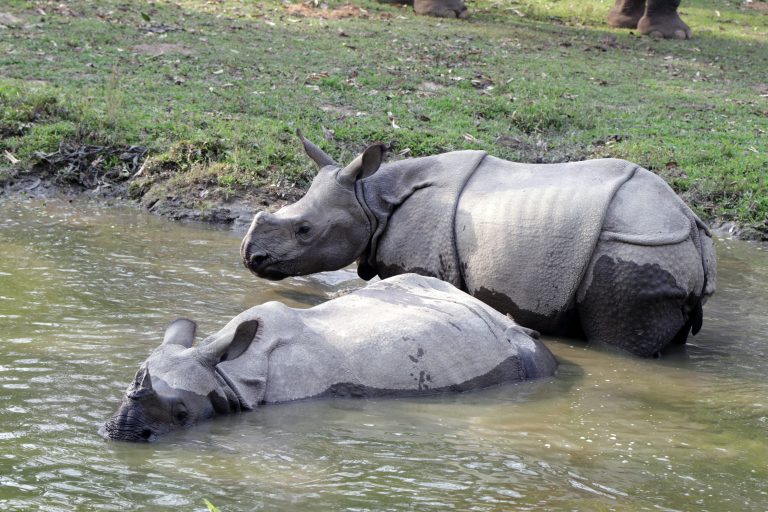 One Horn Rhino, Baby Rhino enjoying on the pond with his mother