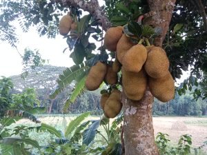 View larger photo: Jackfruit, the national fruit of Bangladesh. It is usually a summer fruit. Jackfruit is a nutritious fruit.