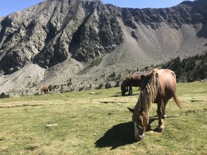 一匹棕色的马在山上吃草
