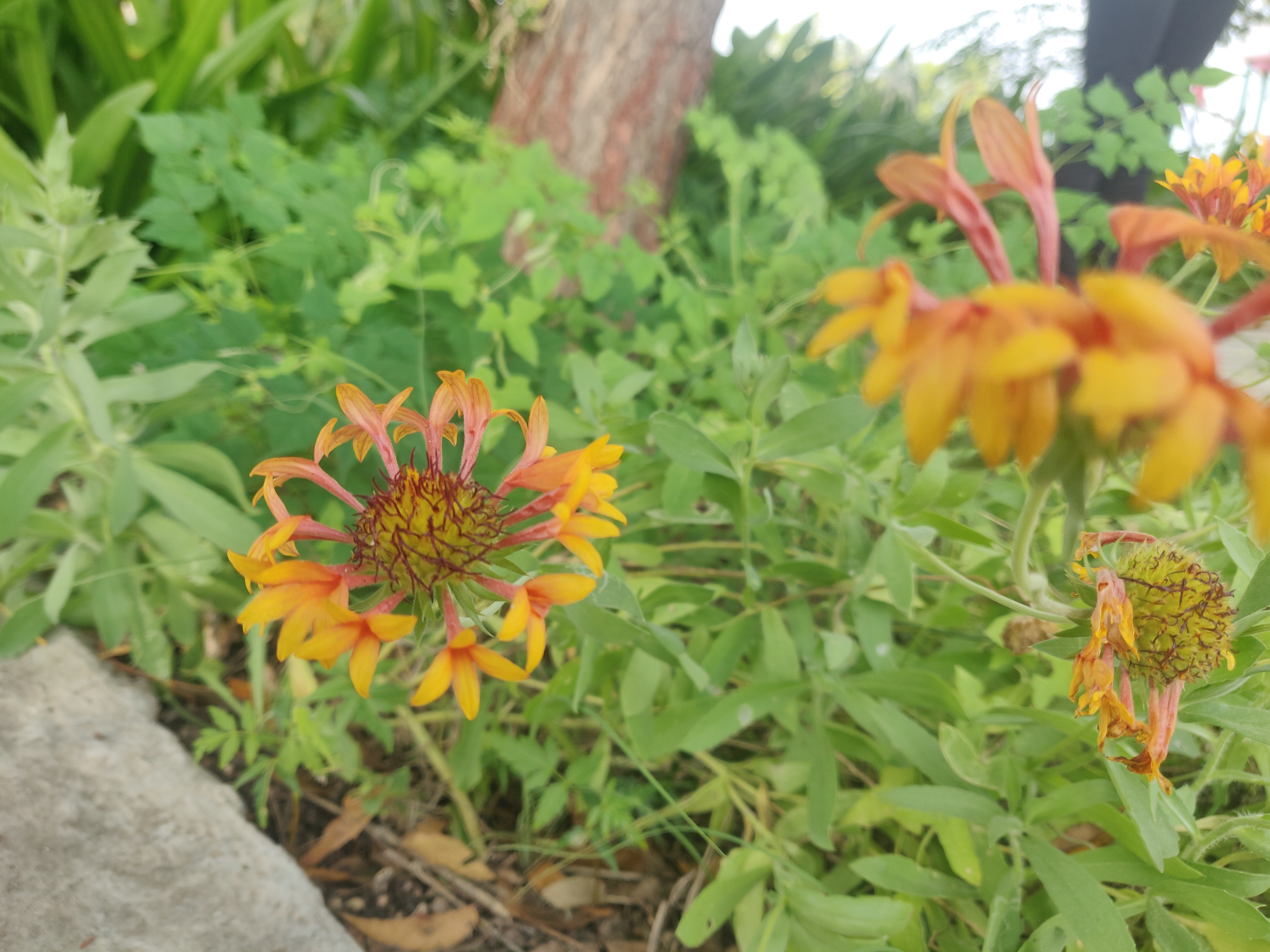 Small yellow and orange flower between green grass.