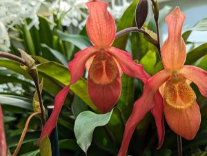 Yellow and orange orchids