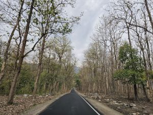 long trail of road in forest
