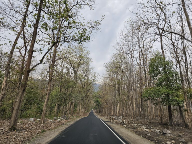 long trail of road in forest