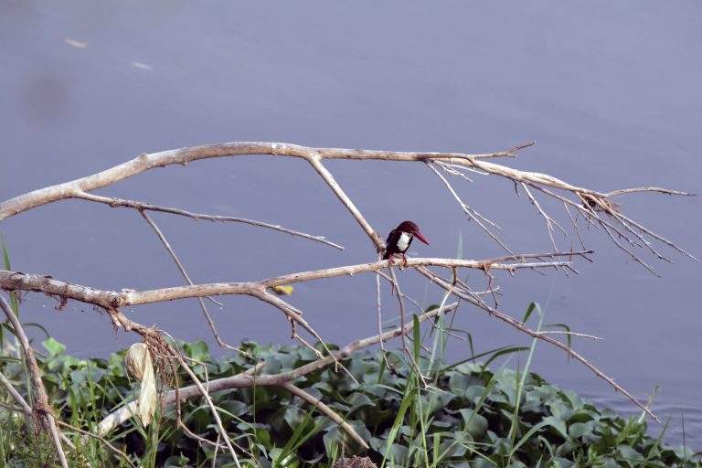 Sharp beak and keen eyesight, Kingfisher. Bird sitting on a branch watching the water.