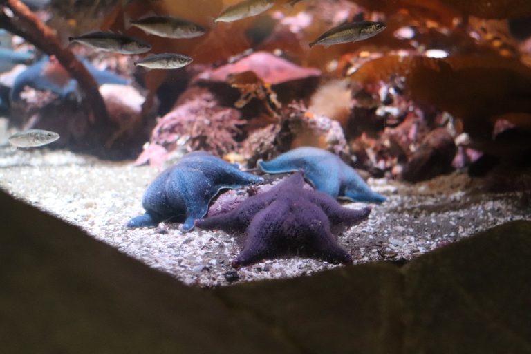 Blue and purple starfish in the bottom center of the screen with small fish swimming above.