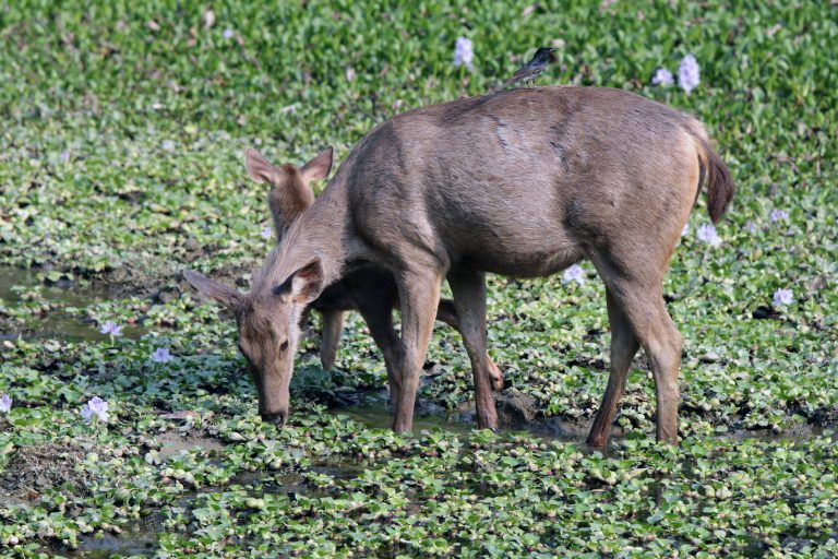 Sambar deer standing in ankle deep water.? The water is covered in a layer of plants. There is a baby deer head peeking out from behind the main deer.