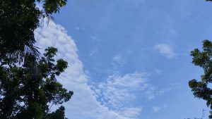 The blue sky with green leaves.
