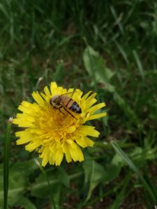 Honey bee on the face of a dandelion blossom on a lawn
