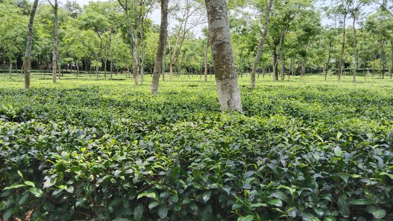 Memorable snapshot from WordCamp Sylhet 2023, A Captivating view of Sylhet Tea Garden, a picturesque oasis of lush greenery and rolling tea plantations.