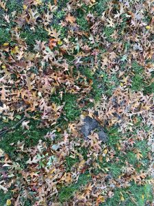 绿色草坪上的五颜六色的秋葵叶子。视角和距离就像看着你的脚。
