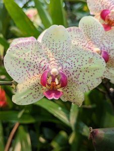 White and pink orchids