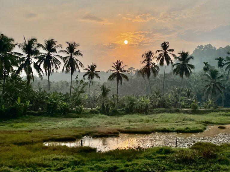 Sunrise @ wet fields. From our morning walk. Perumanna, Kozhikode, Kerala.