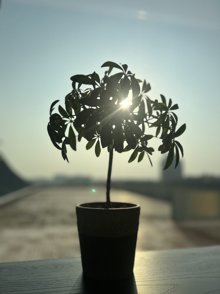 Small potted plant with narrow stem sitting on a shelf outside.? The sun, low on the hoizon and leaking through the leaves of the plant to make a bright spot.