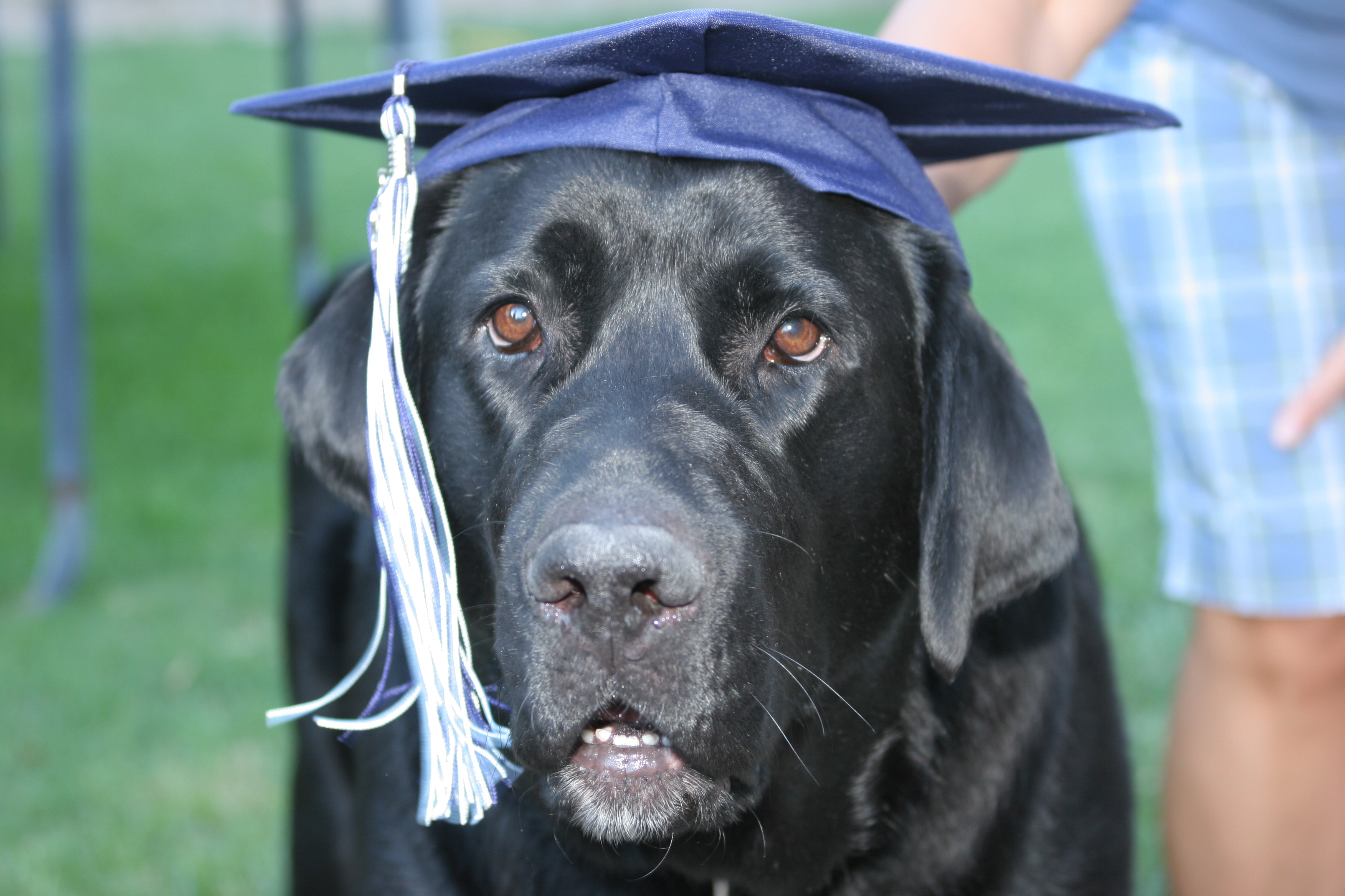 Cap and Gown photos with dog | Cap and gown photos, Graduation photography  poses, Cap and gown pictures