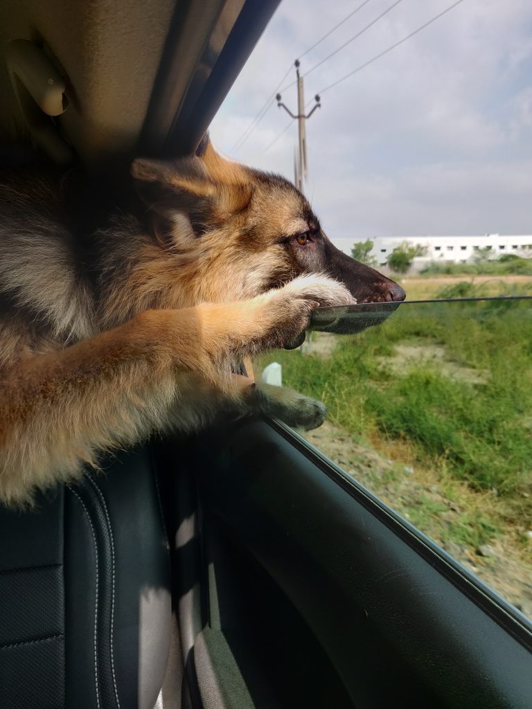 German Shepherd dog watching outside greenery from Car