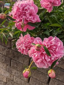 Pink flowers with dangly little buds that haven't totally become flowers yet at all.