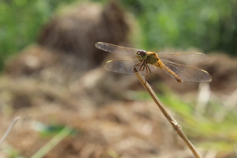 A Fly on a tree branch in Institut Teknologi Sepuluh Nopember Surabaya